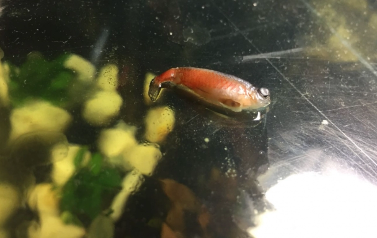 養魚注意事項 養魚注意事項