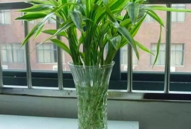 富貴竹水培方法 富貴竹水培方法