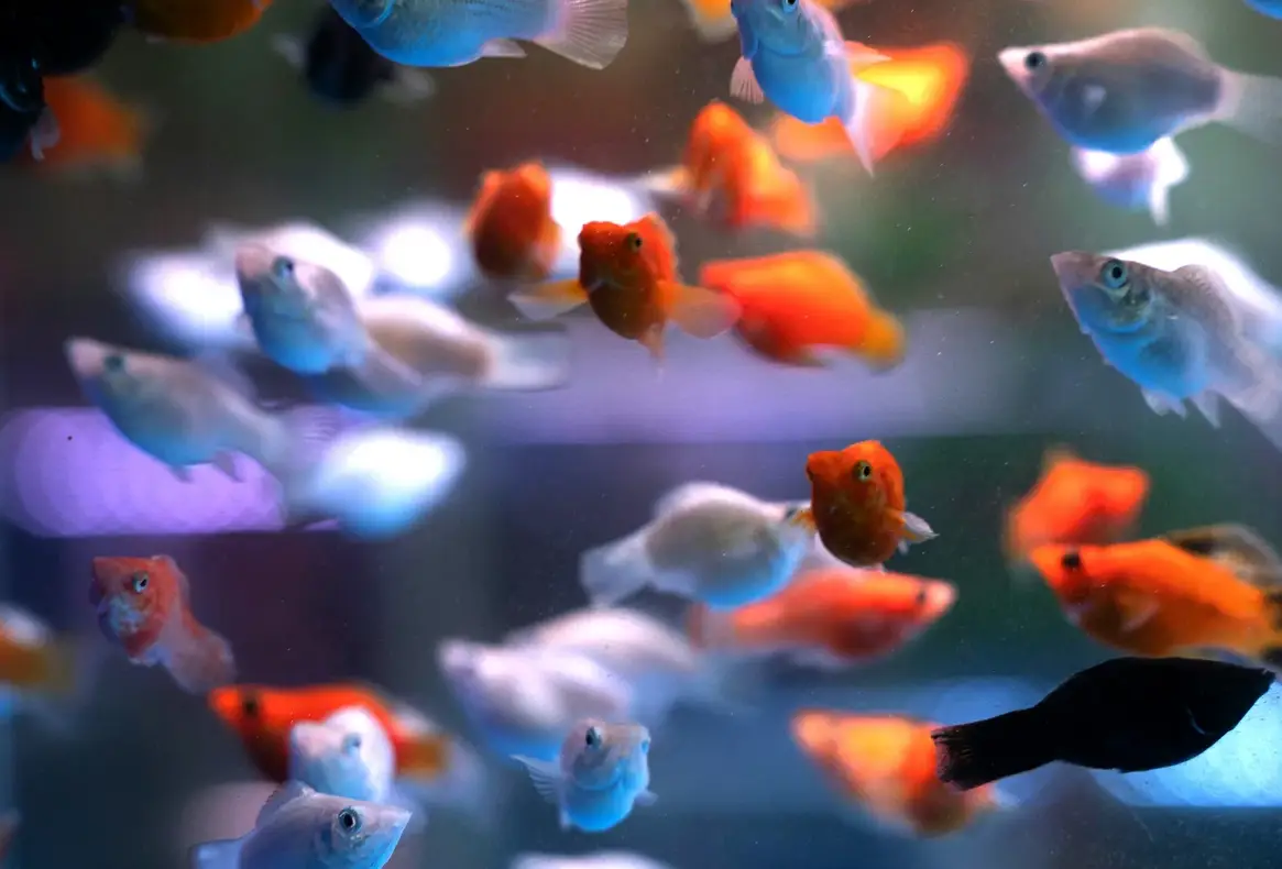 夢見魚缸很多魚的深度解析：從心理象徵到生活啟示的完整指南