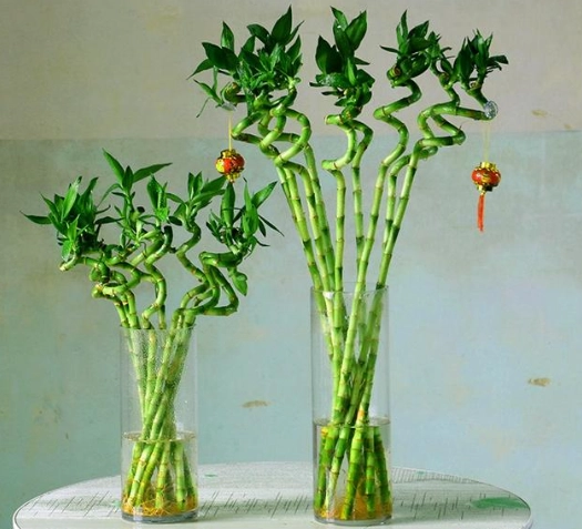 富貴竹水培方法 富貴竹水培方法