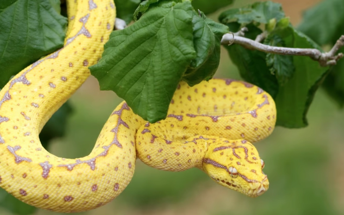 右腳被蛇咬 夢境解析