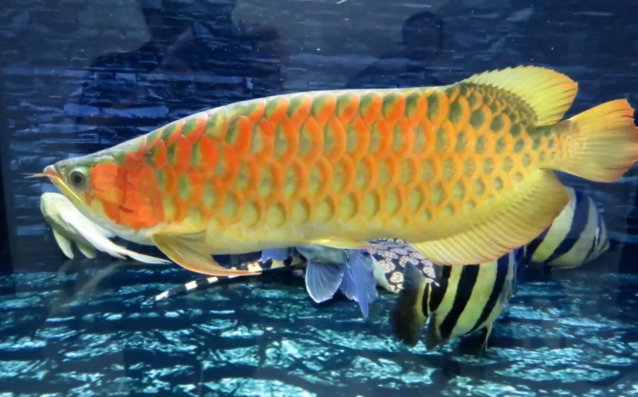 夢見魚缸有大魚 解夢