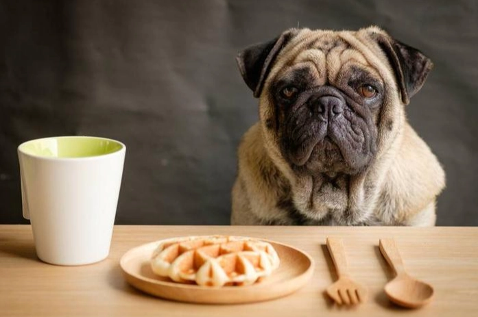 狗狗飲食禁忌