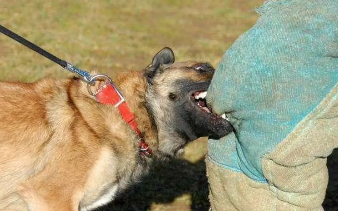 狗咬夢境解析 狗咬夢境解析