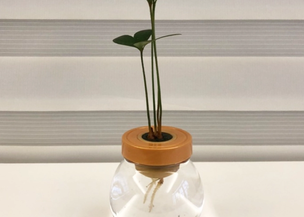 水根護理 水根護理