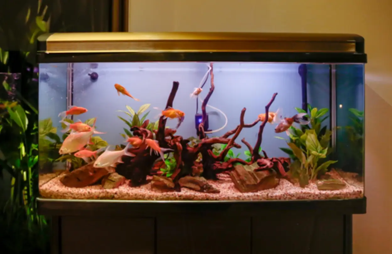 夢見魚缸很多小魚的解讀與養魚人的日常啟示