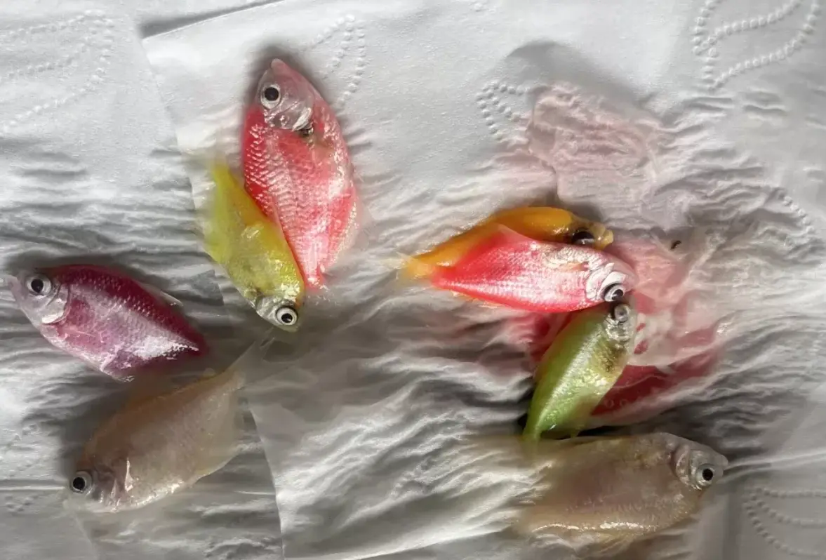 夢見魚死了 夢見魚死了