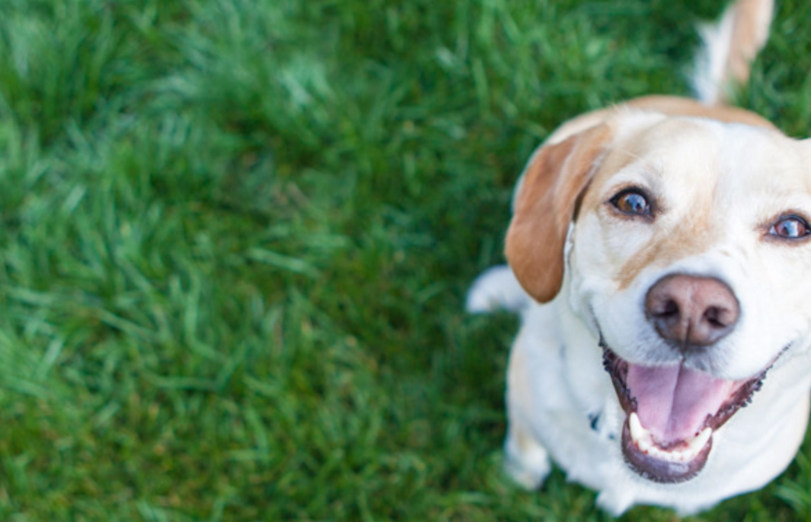 夢到被狗咬屁股 解夢 夢到被狗咬屁股 解夢
