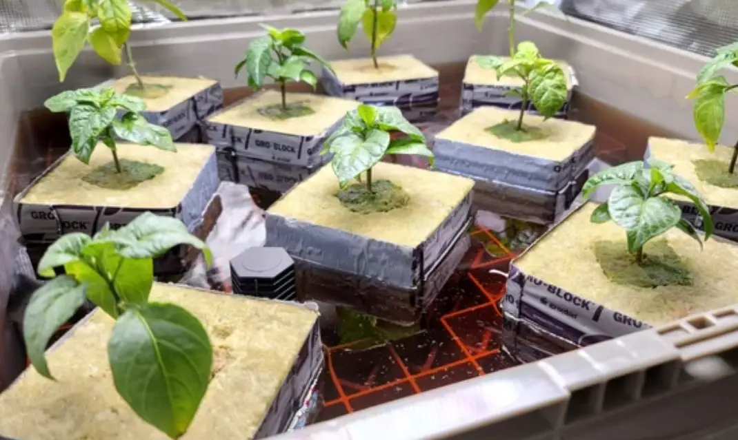 水耕營養液自製配方 水耕營養液自製配方