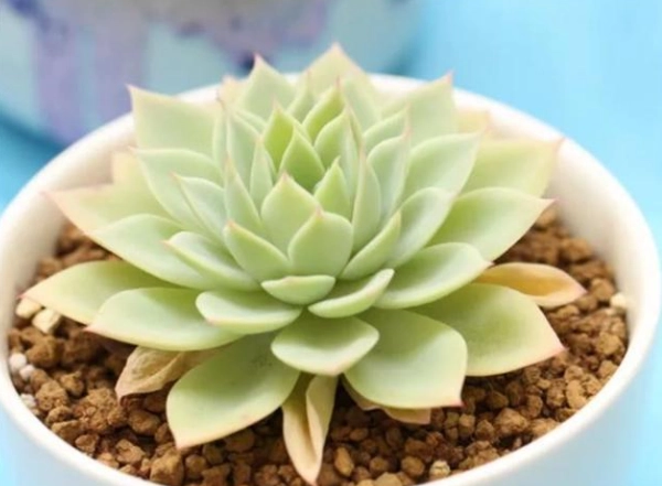 多肉植物葉片透明 多肉植物葉片透明