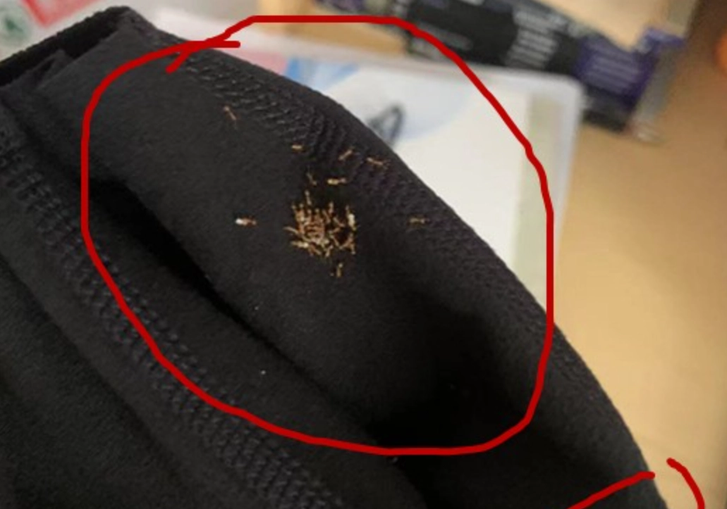 螞蟻夢境解析 螞蟻夢境解析