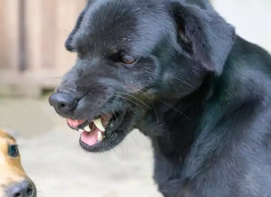 夢見被黑狗咬手代表什麼？5種情境解析與3個化解步驟