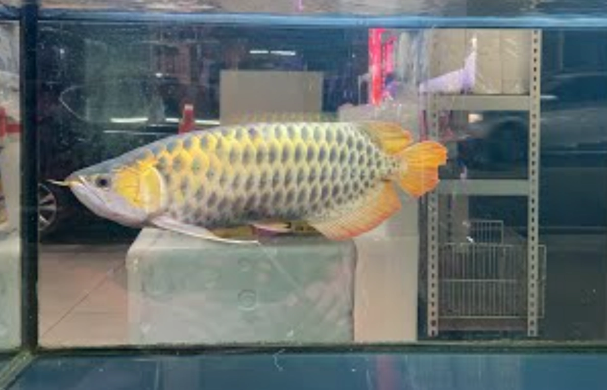 魚缸養大魚技巧