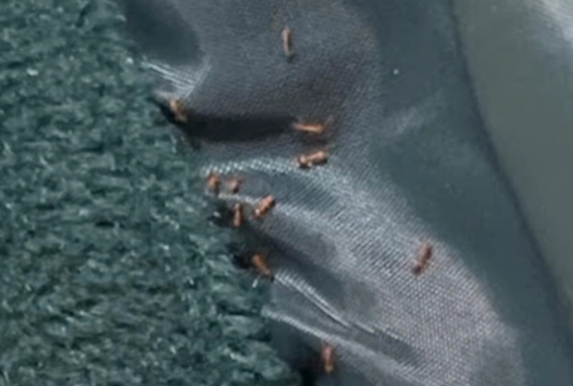 夢境象徵意義 夢境象徵意義