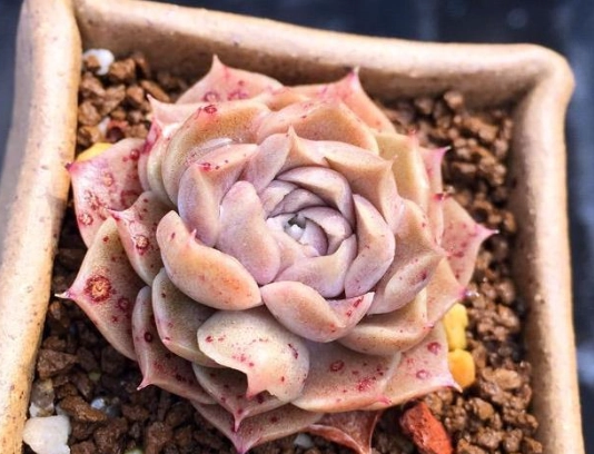 多肉澆水過多 多肉澆水過多