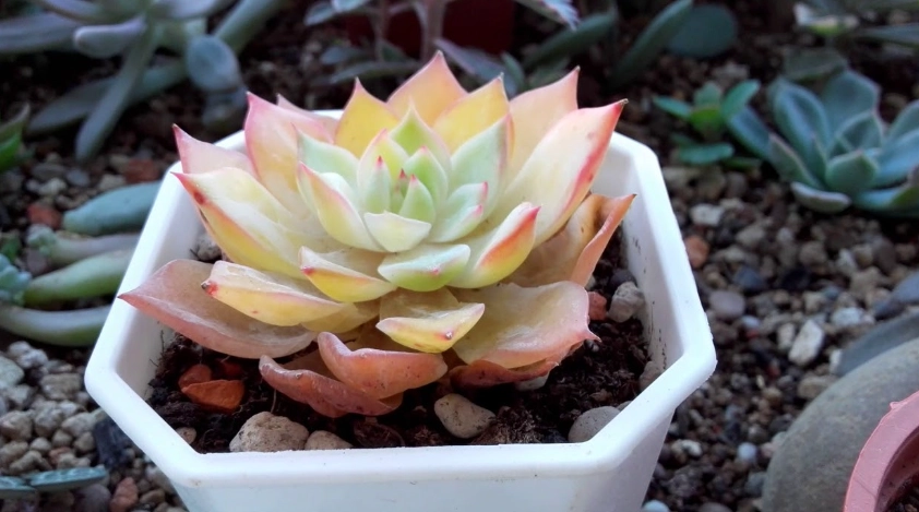 多肉植物葉片透明 多肉植物葉片透明