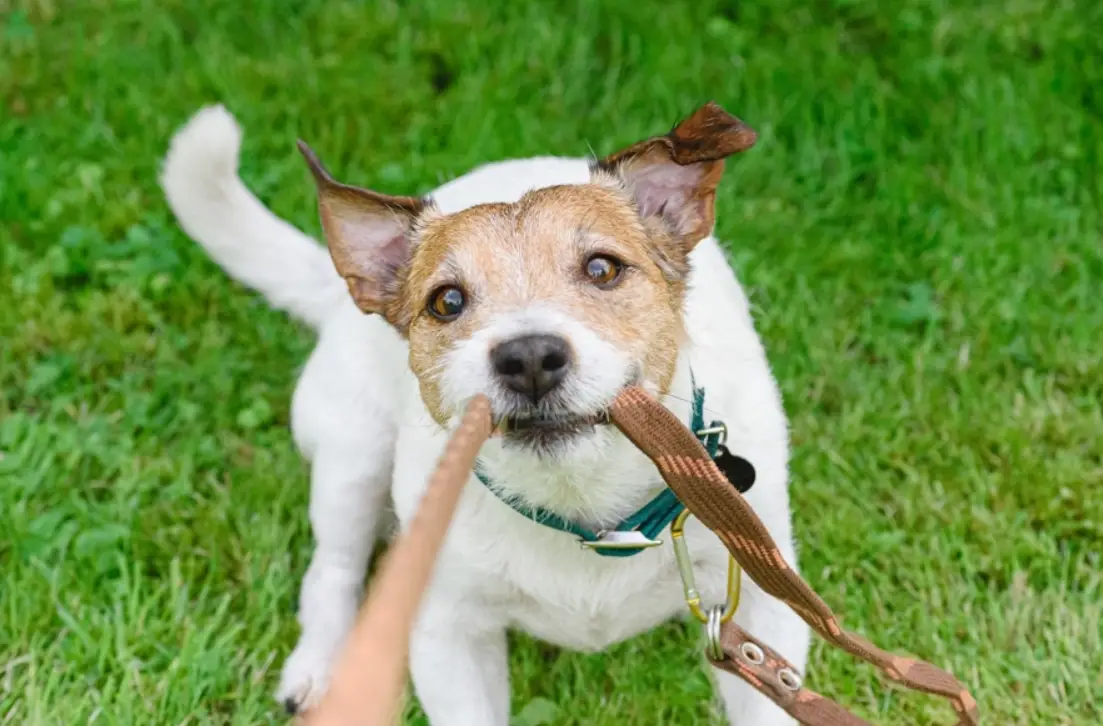 狗咬夢境解析 狗咬夢境解析