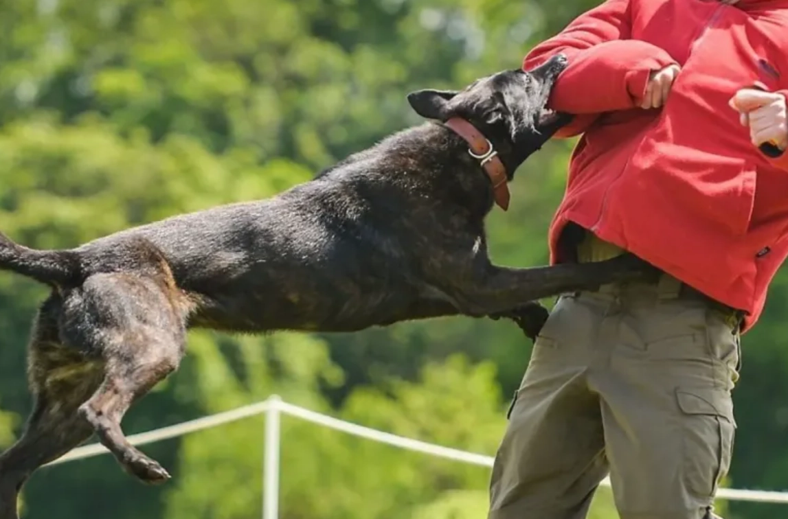 夢見被狗咬 夢見被狗咬