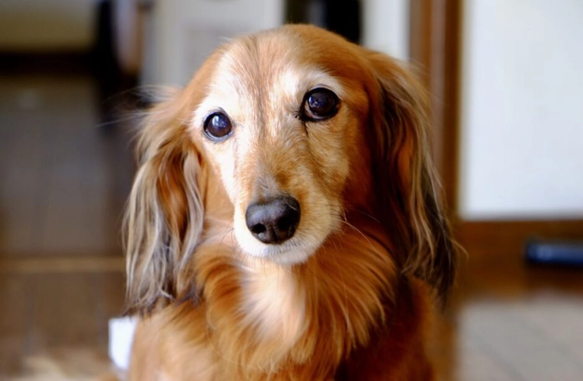 夢到被狗咬 健康 夢到被狗咬 健康