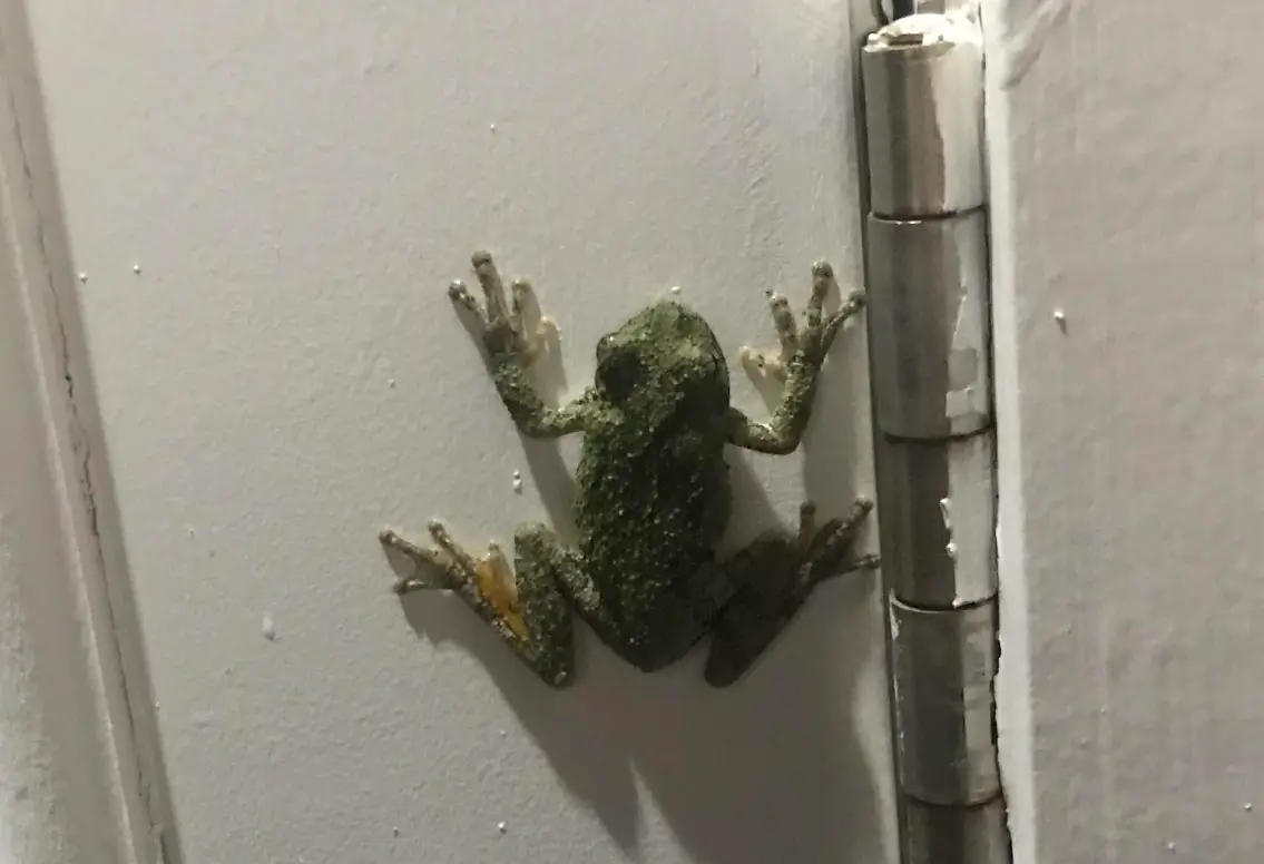 夢見青蛙入屋吉凶 夢見青蛙入屋吉凶