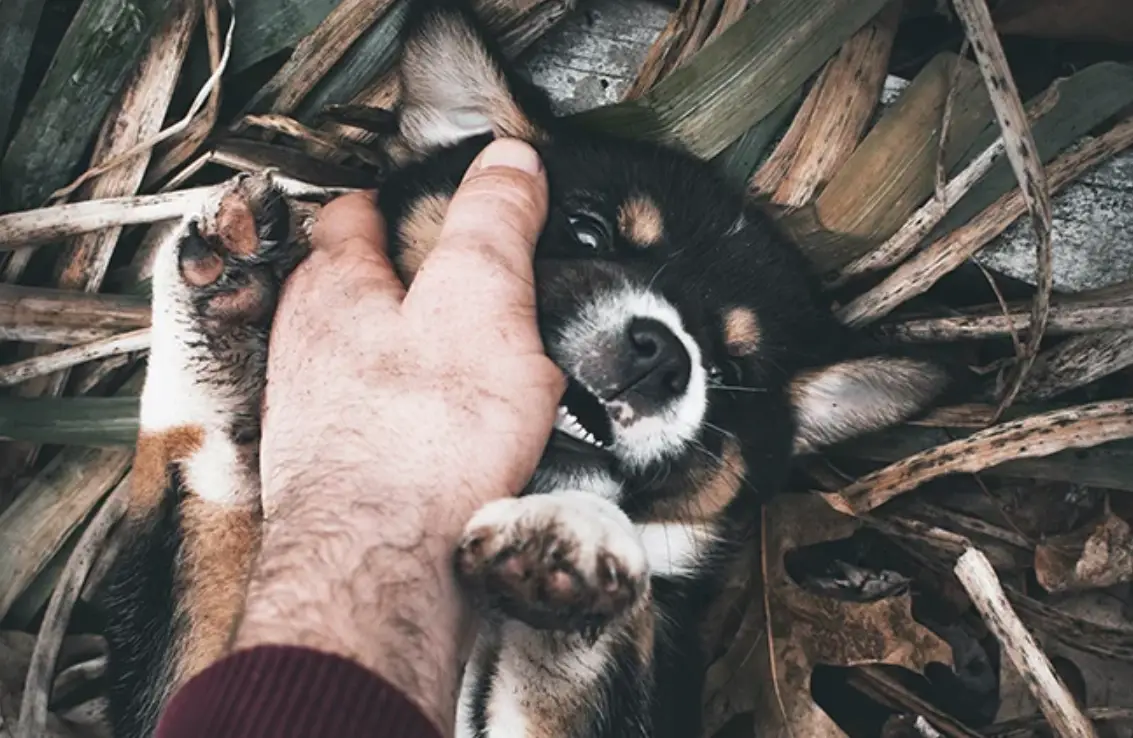 狗咬左手夢境意義 狗咬左手夢境意義