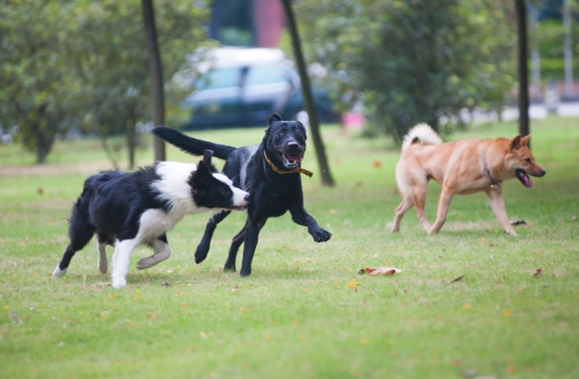 被狗追 夢的意義