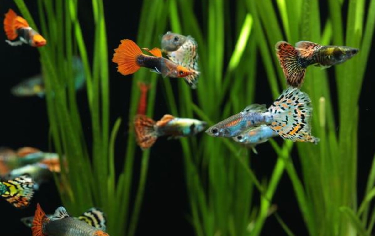 魚缸生態平衡 魚缸生態平衡