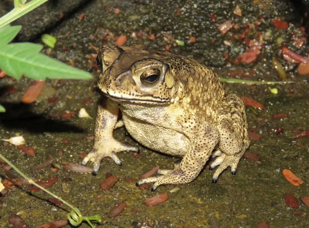 青蛙夢境意義 青蛙夢境意義