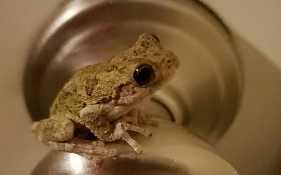 夢見青蛙入屋含義 夢見青蛙入屋含義