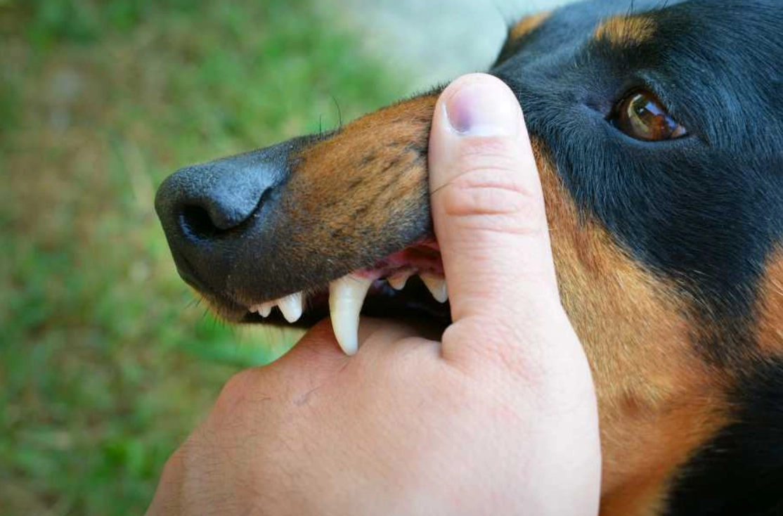 夢到被狗咬左手解夢 夢到被狗咬左手解夢