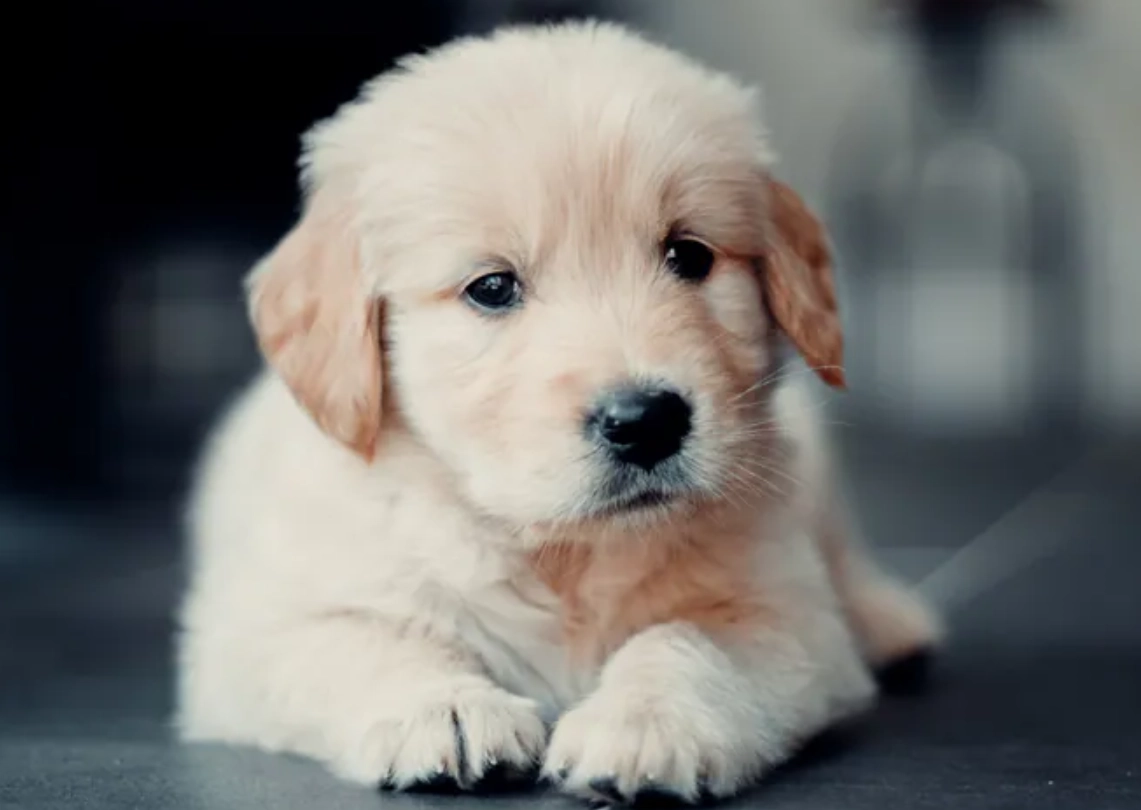 夢到被狗咬屁股 心理學 夢到被狗咬屁股 心理學