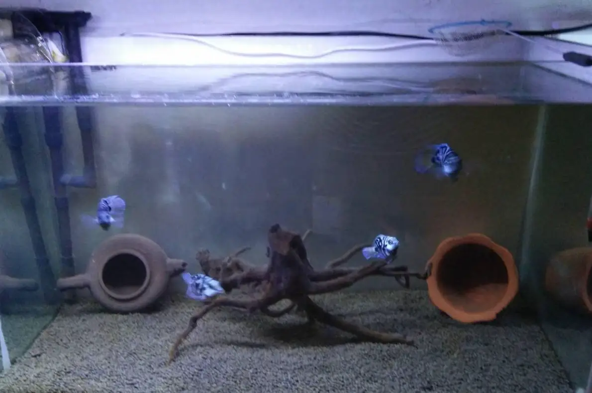 養魚新手常見錯誤 養魚新手常見錯誤