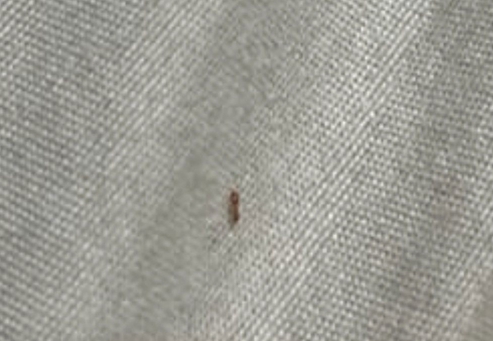 螞蟻夢境解析 螞蟻夢境解析