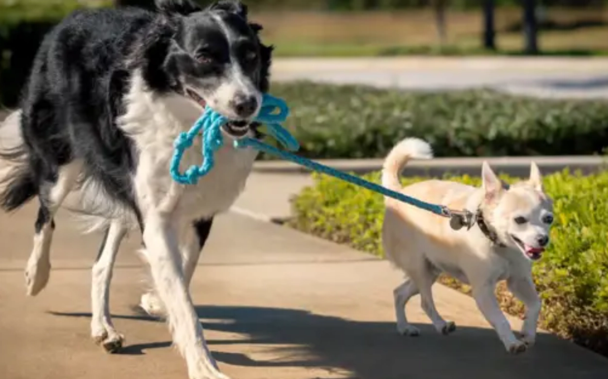 夢到被狗咬屁股 解夢 夢到被狗咬屁股 解夢