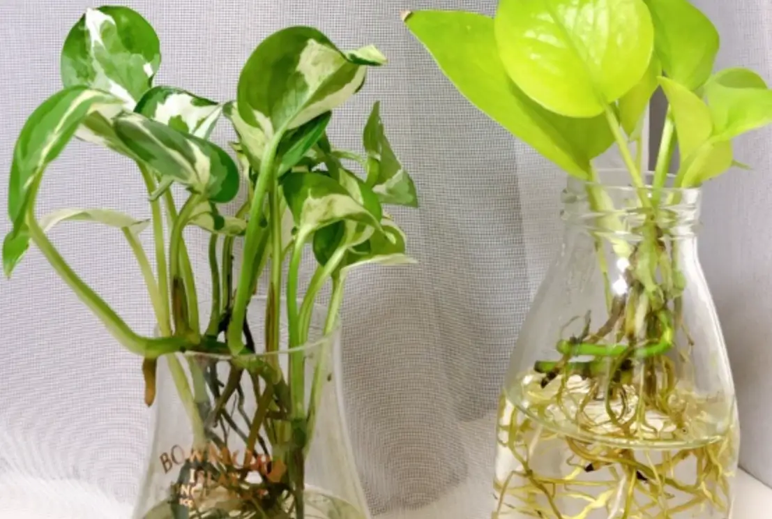 DIY水耕液比例 DIY水耕液比例