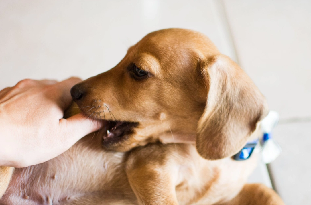 夢見狗咬手心理分析 夢見狗咬手心理分析