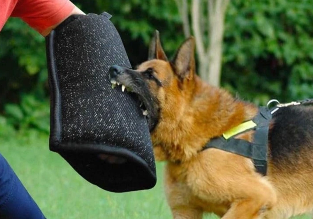 夢見被狗咬手臂？不只是夢，更是內心與生活的警訊