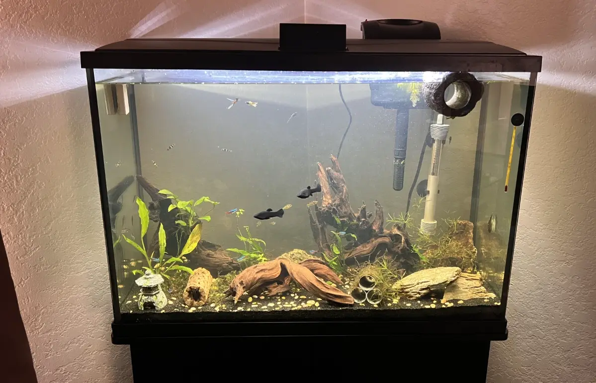 養魚新手常見錯誤 養魚新手常見錯誤