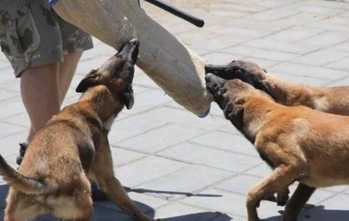 梦见被狗咬着不放：深度解夢意義與心理分析全指南