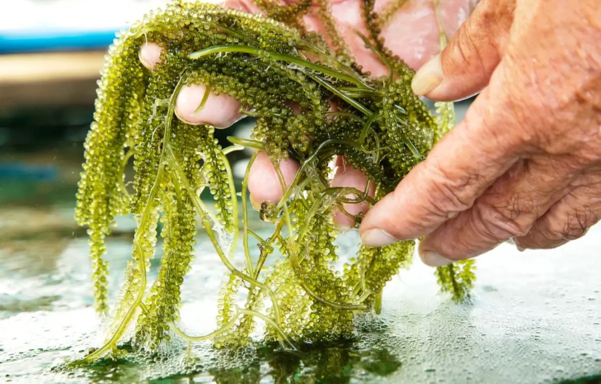 海葡萄食譜 海葡萄食譜