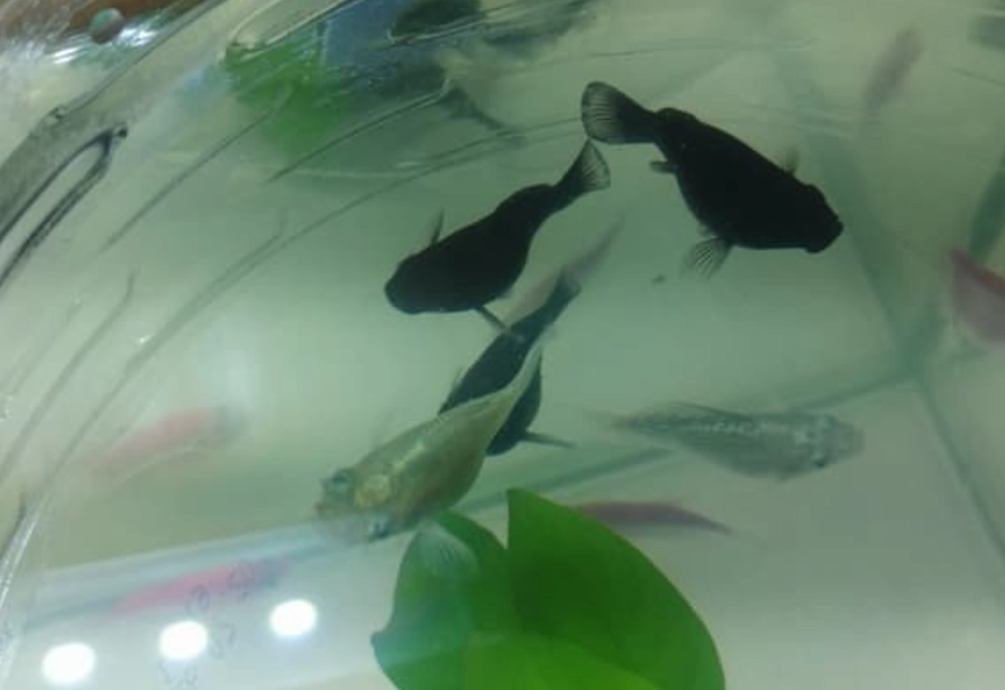 夢見魚死了 夢見魚死了