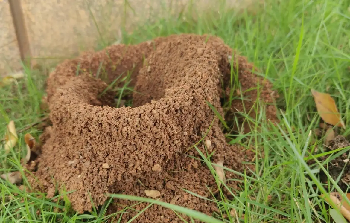 夢見消滅螞蟻窩：解夢全指南與心理暗示解析