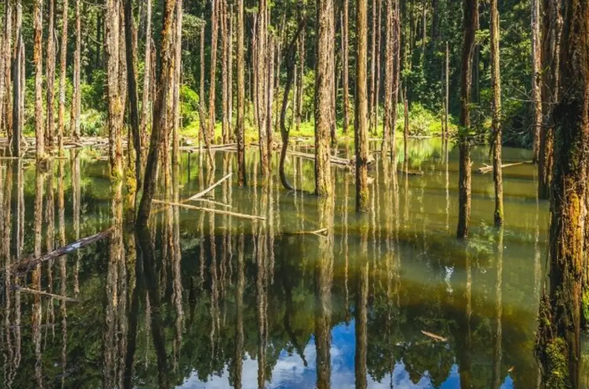 森林走路景點 森林走路景點