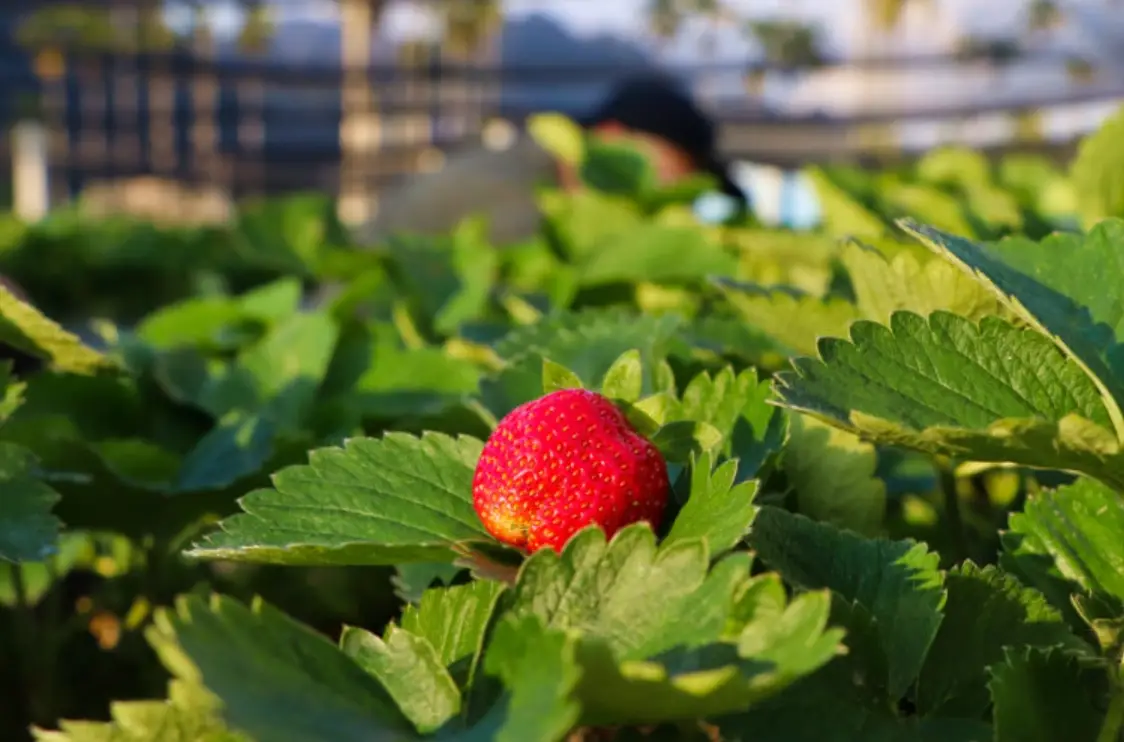 大湖草莓季 大湖草莓季