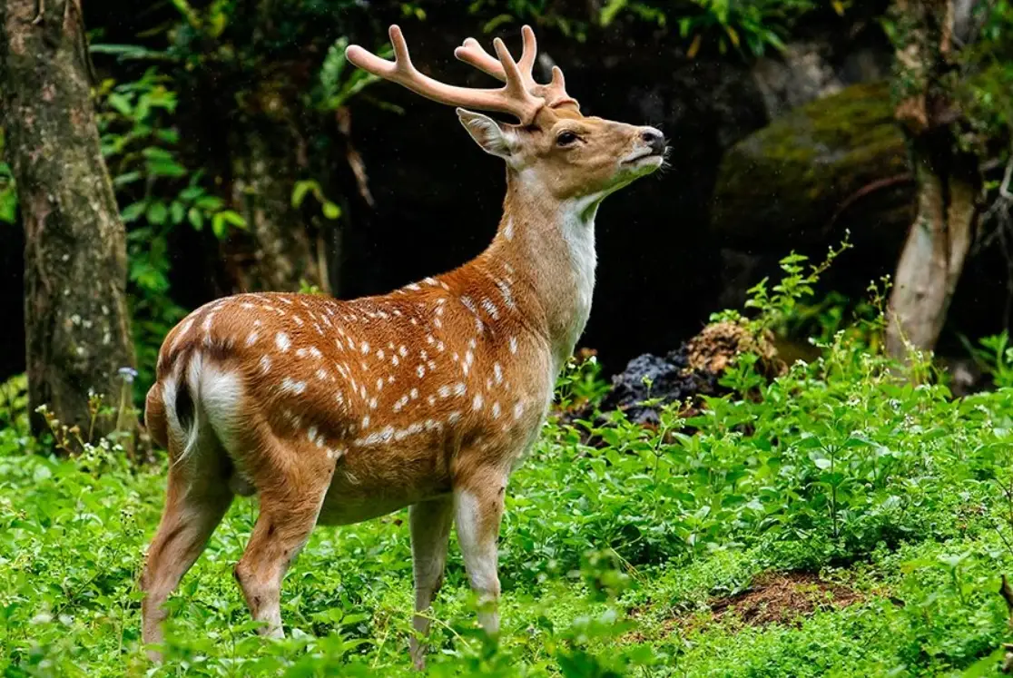 台中動物園推薦