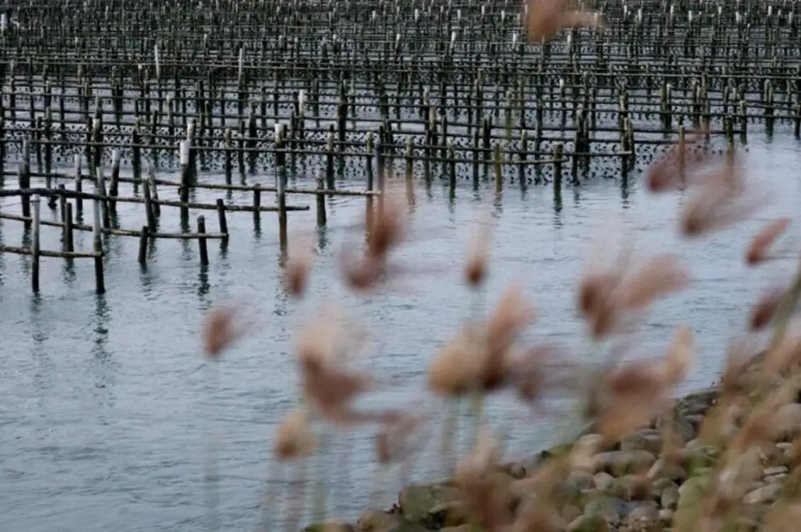 台南北門漁港深度遊：景點、美食、交通與行程全攻略