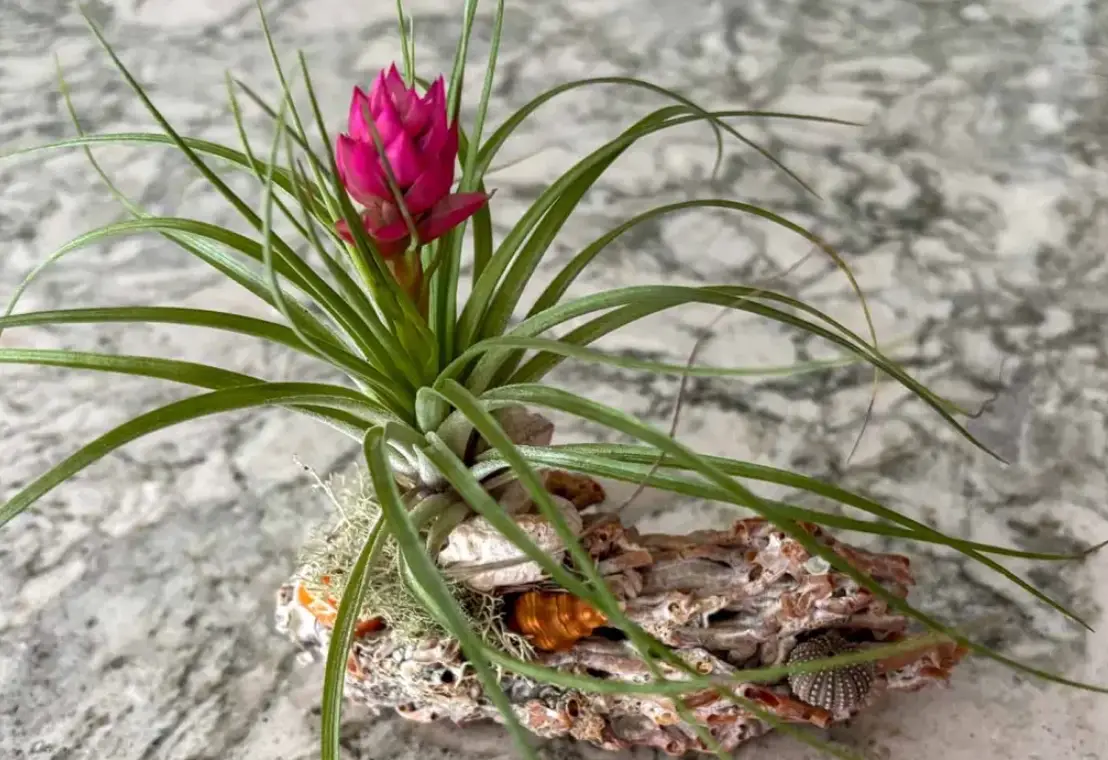 空氣草出花全攻略：實用養護技巧與開花秘訣