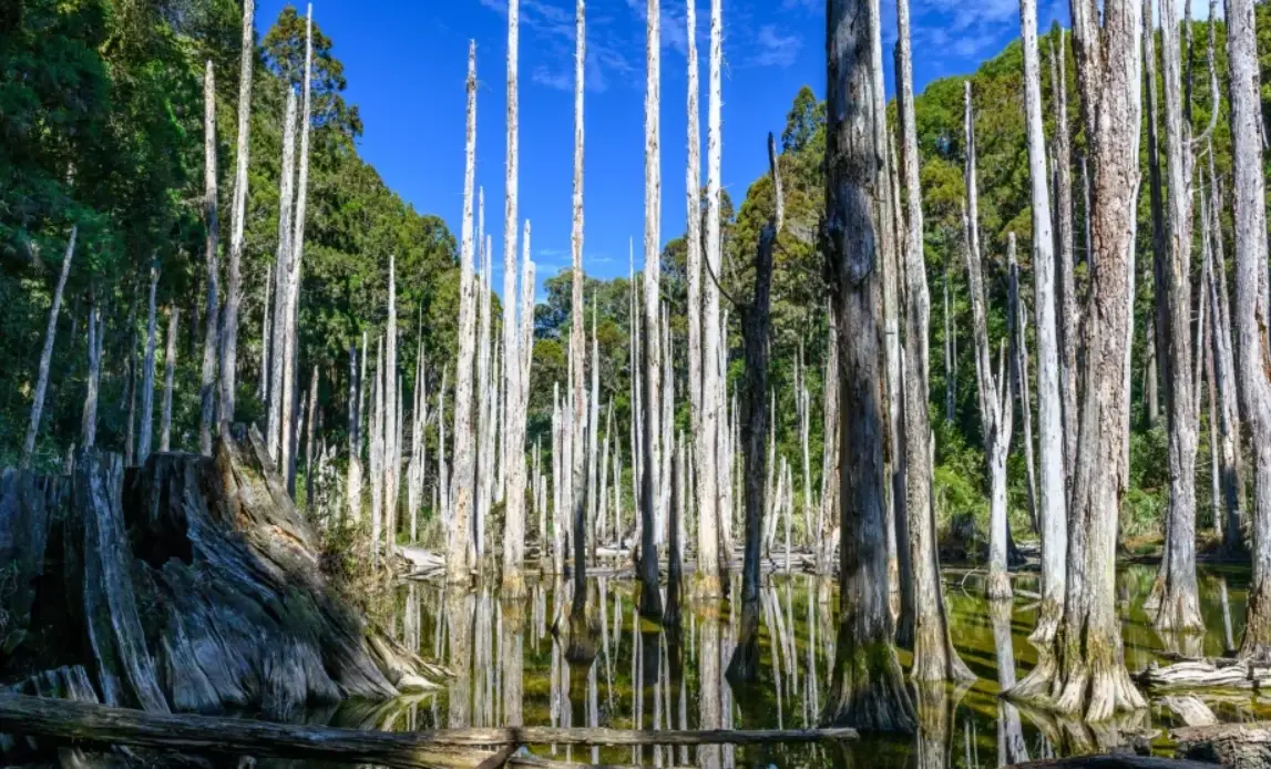 南投忘憂森林 南投忘憂森林