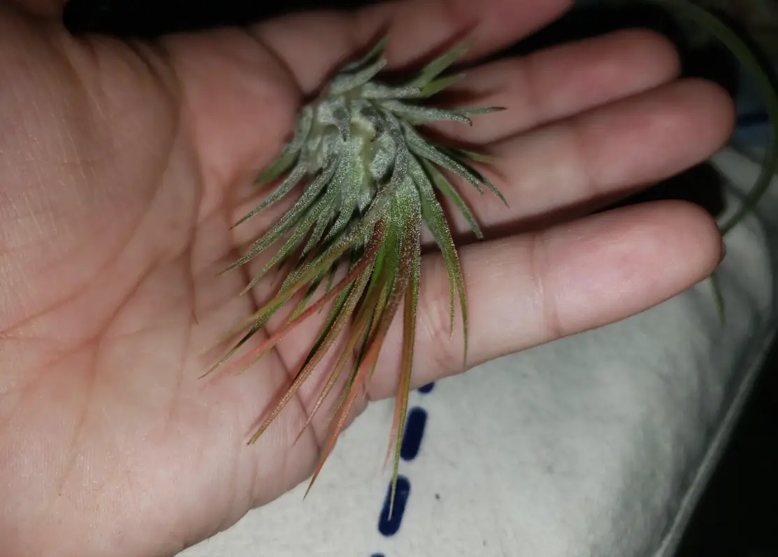 空氣鳳梨顏色變化