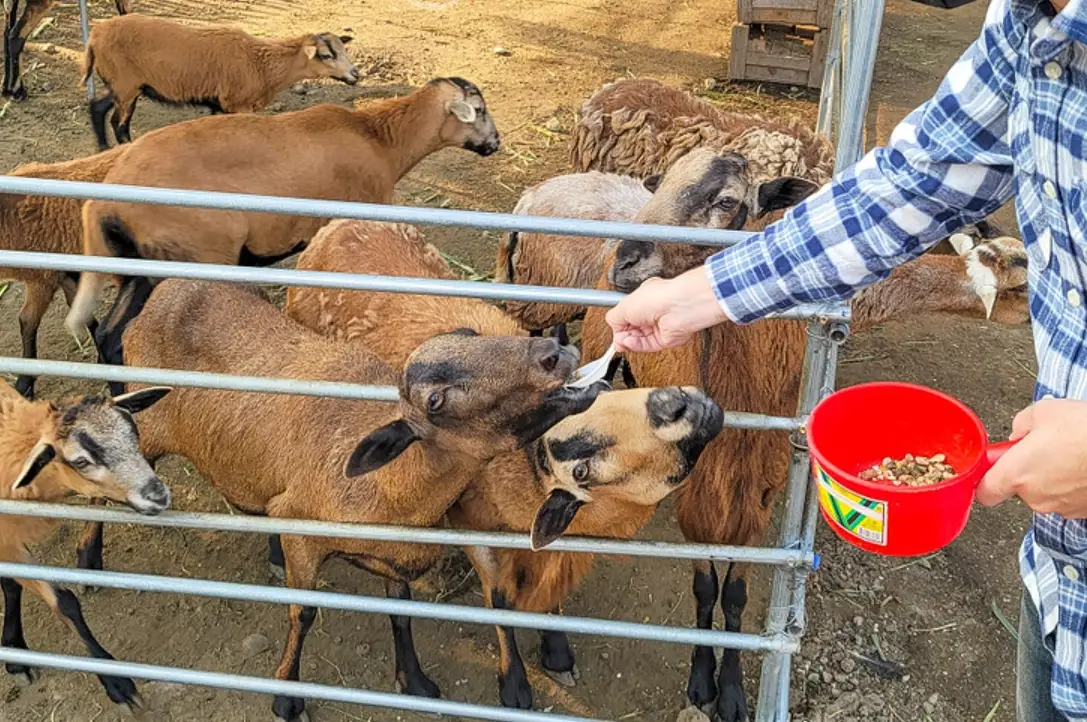 中部看動物全攻略：三大必訪景點、交通路線與實用貼士